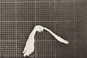 Plate 762 Cockatoo flying — figure reference